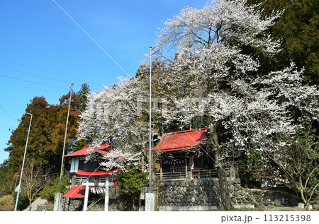 埼玉県長瀞町岩田　桜咲く白鳥神社 113215398