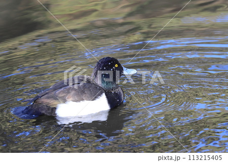 キンクロハジロ　野鳥 113215405