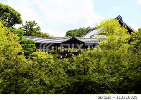 緑の中の東福寺通天橋 113216029
