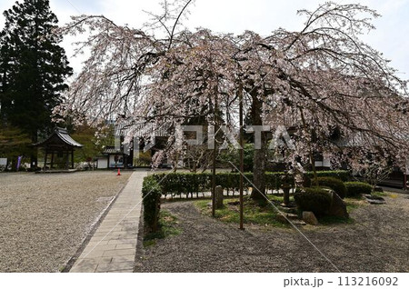 桜咲く春の景徳山安国寺 113216092