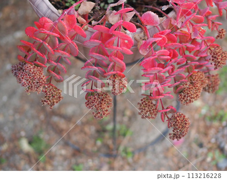 紅葉したミセバヤと花の生態写真 113216228