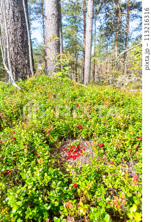 Red ripe cowberry also known as lingonberry grow in the forest 113216316