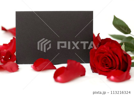 Black stylish invitation or greeting card with mockup and bright red rose flower and petals on white background. St. Valentines day celebration. Women's day. Copy space for text. Empty blank. 113216324