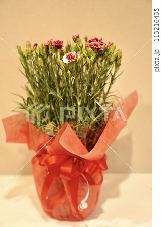 母の日のカーネーション 113216435