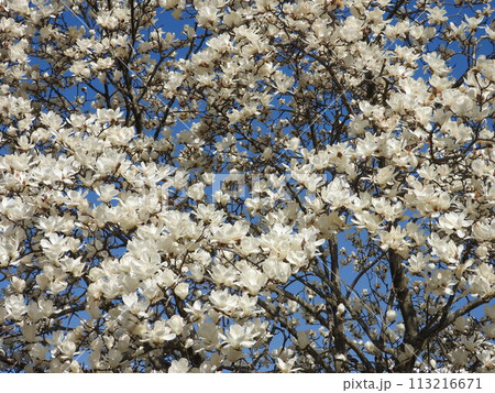 全ての花が咲ききった「ハクモクレン」 全ての花が咲ききった「ハクモクレン」 113216671