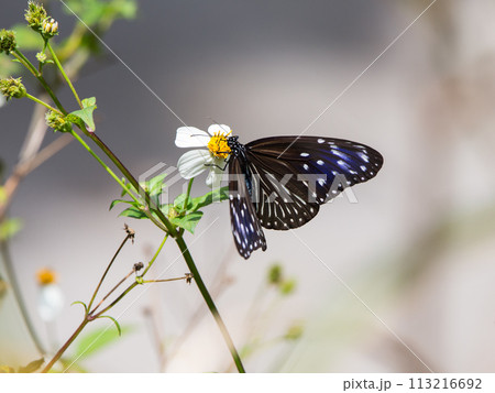 ツマムラサキマダラの吸蜜 113216692