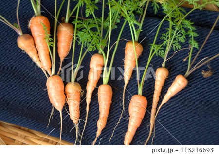 自家製のニンジン 113216693