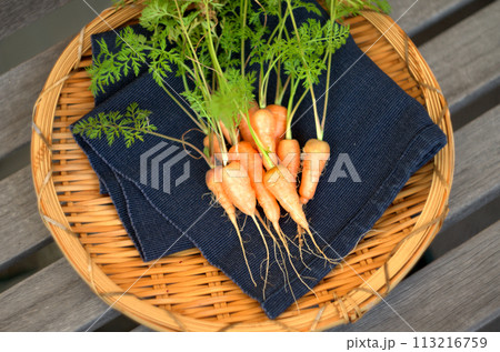 自家製のニンジン 113216759