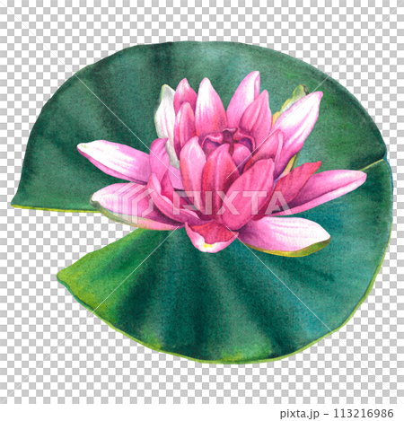 Lush green leaf with pink water lily. Hand drawn watercolor illustration of plant on isolated background. Drawing of lotus greenery for logo. Sketch of Asian flora for Zen, spa design, greeting cards. Lush green leaf with pink water lily. Hand drawn watercolor illustration of plant on isolated background. Drawing of lotus greenery for logo. Sketch of Asian flora for Zen, spa design, greeting cards. 113216986