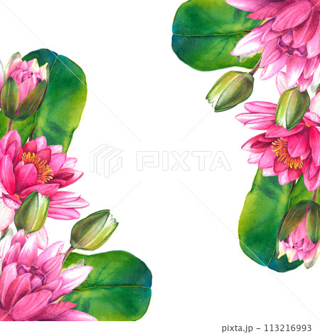 Pink flowers and green leaves of water lily. Hand drawn watercolor floral illustration on isolated background for greeting cards or wedding invitations. Exotic lotus for Zen design. Botanical drawing. 113216993