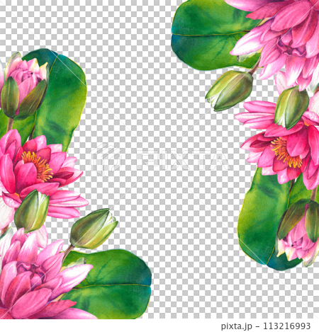Pink flowers and green leaves of water lily. Hand drawn watercolor floral illustration on isolated background for greeting cards or wedding invitations. Exotic lotus for Zen design. Botanical drawing. 113216993