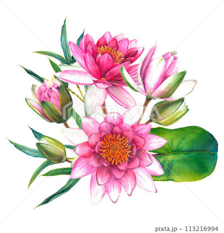 Watercolor flowers painting, floral bouquet illustration with pink water lilies, buds, green leaves and bamboo twigs isolated on background. Exotic lotus for Spa or Zen design. Botanical drawing. Watercolor flowers painting, floral bouquet illustration with pink water lilies, buds, green leaves and bamboo twigs isolated on background. Exotic lotus for Spa or Zen design. Botanical drawing. 113216994
