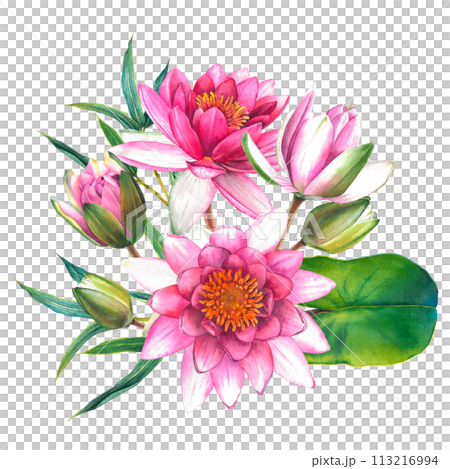 Watercolor flowers painting, floral bouquet illustration with pink water lilies, buds, green leaves and bamboo twigs isolated on background. Exotic lotus for Spa or Zen design. Botanical drawing. Watercolor flowers painting, floral bouquet illustration with pink water lilies, buds, green leaves and bamboo twigs isolated on background. Exotic lotus for Spa or Zen design. Botanical drawing. 113216994