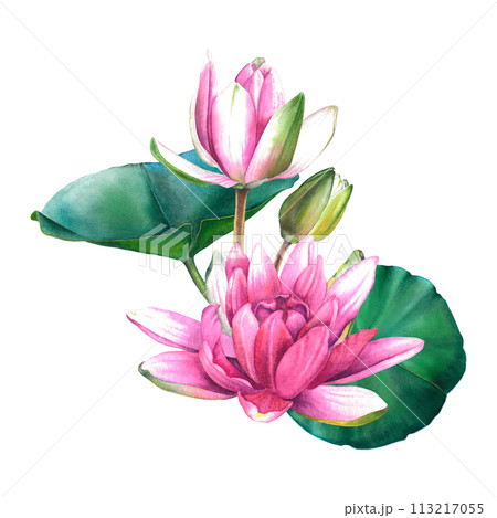 Watercolor flowers painting, floral bouquet illustration with pink water lilies and green leaves isolated on background. Exotic waterlily for Spa, Zen or wedding design. Botanical drawing of lotus. Watercolor flowers painting, floral bouquet illustration with pink water lilies and green leaves isolated on background. Exotic waterlily for Spa, Zen or wedding design. Botanical drawing of lotus. 113217055