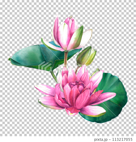 Watercolor flowers painting, floral bouquet illustration with pink water lilies and green leaves isolated on background. Exotic waterlily for Spa, Zen or wedding design. Botanical drawing of lotus. Watercolor flowers painting, floral bouquet illustration with pink water lilies and green leaves isolated on background. Exotic waterlily for Spa, Zen or wedding design. Botanical drawing of lotus. 113217055