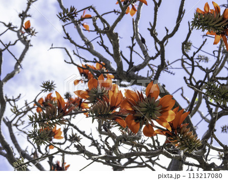 沖縄のデイゴ 113217080