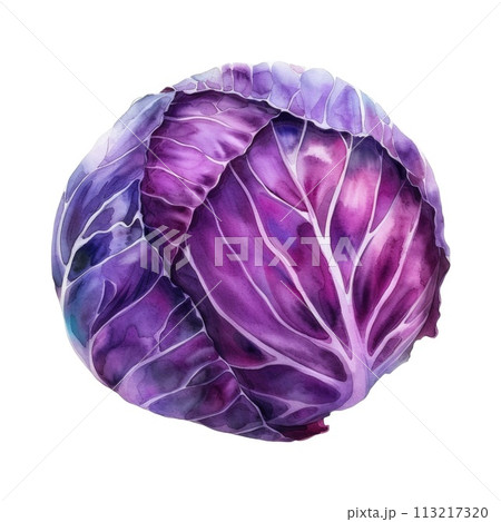 An artistic watercolor painting of a purple cabbage, isolated on a white background An artistic watercolor painting of a purple cabbage, isolated on a white background 113217320
