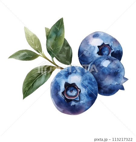 A realistic watercolor depiction of a blueberry branch A realistic watercolor depiction of a blueberry branch 113217322