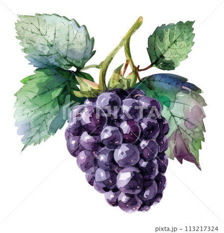 A cluster of ripe blackberries is elegantly captured in this watercolor 113217324