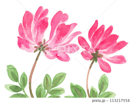lotusflower24403pix 113217558