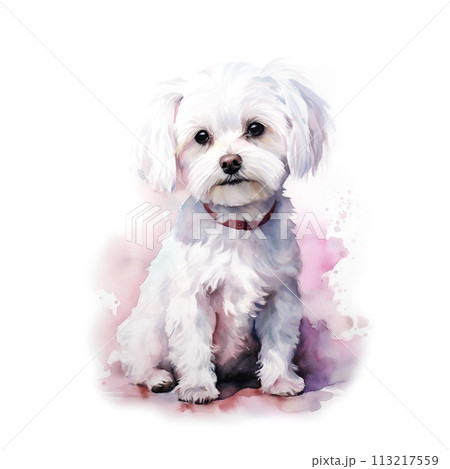 Cute Maltese dog. Watercolor illustration on white background. 113217559