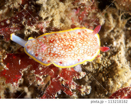 泥のついた海藻の上にいるサラサウミウシ 泥のついた海藻の上にいるサラサウミウシ 113218182