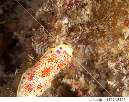 野生のサラサウミウシ 113218185