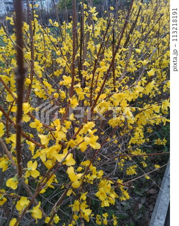 花1 113218191