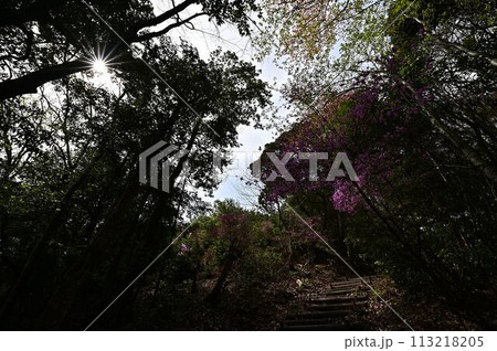 ミツバツツジ咲く滝上山 113218205