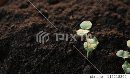 Jamaica sorrel, Roselle, Red sorrel, Rozelle growing sprout Jamaica sorrel, Roselle, Red sorrel, Rozelle growing sprout 113218262