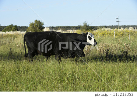 Cattle raising with natural pastures in Pampas countryside, La Pampa Province,Patagonia, Argentina. Cattle raising with natural pastures in Pampas countryside, La Pampa Province,Patagonia, Argentina. 113218352