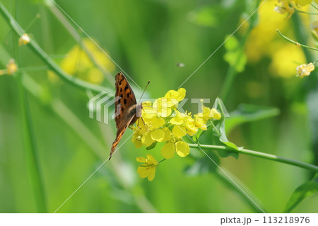 菜の花の蜜を吸うキタテハ 113218976