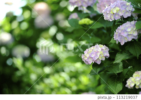 近所のあじさい 113219037