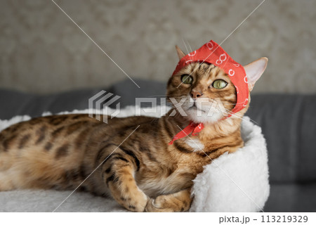 A funny cat in a red scarf is resting 113219329
