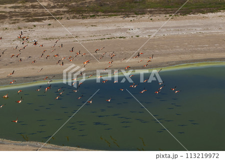 Flamingos flock in a salty lagoon, La Pampa Province,Patagonia, Argentina. Flamingos flock in a salty lagoon, La Pampa Province,Patagonia, Argentina. 113219972