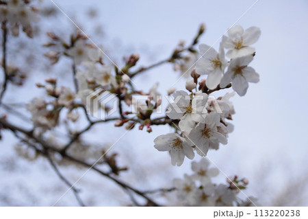 桜の花とつぼみ 桜の花とつぼみ 113220238