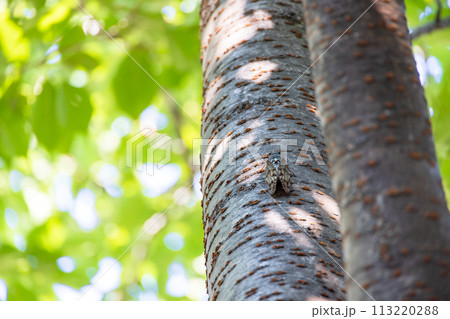 初夏緑の葉生い茂る桜の木にとまるアブラゼミ 113220288