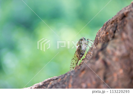 初夏緑の葉生い茂る桜の木にとまるアブラゼミ 初夏緑の葉生い茂る桜の木にとまるアブラゼミ 113220293