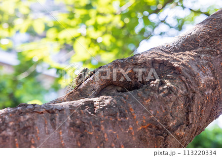 初夏緑の葉生い茂る桜の木にとまるアブラゼミ 初夏緑の葉生い茂る桜の木にとまるアブラゼミ 113220334