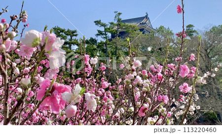 満開の花桃越しに見える青空と岡崎城天守閣〈岡崎城公園/愛知県岡崎市〉 満開の花桃越しに見える青空と岡崎城天守閣〈岡崎城公園/愛知県岡崎市〉 113220460