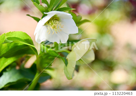 レンテンローズ 113220463