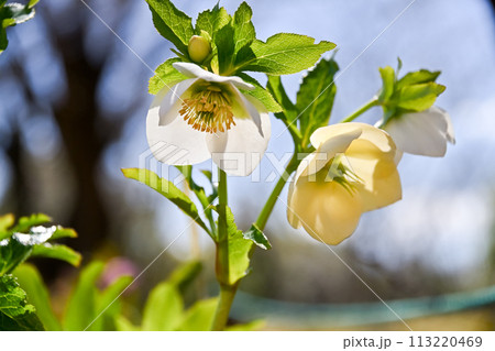 レンテンローズ 113220469