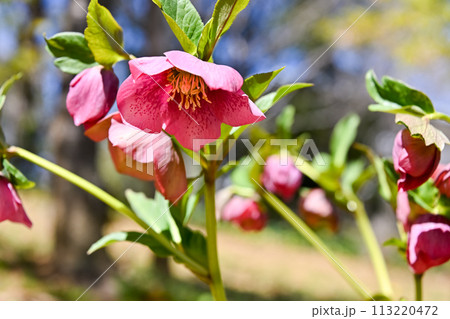 レンテンローズ 113220472