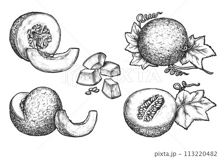 Set of isolated melon slice. Vector sketch of edible fruit with seeds. Vegetarian and vegan culinary. Natural and organic summer meal. Farming and harvesting. Agriculture harvest. Healthy nutrition Set of isolated melon slice. Vector sketch of edible fruit with seeds. Vegetarian and vegan culinary. Natural and organic summer meal. Farming and harvesting. Agriculture harvest. Healthy nutrition 113220482