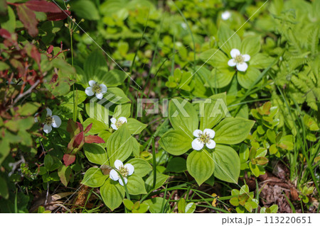 長野県と群馬県境にある篭ノ登山に咲くゴゼンタチバナの花 長野県と群馬県境にある篭ノ登山に咲くゴゼンタチバナの花 113220651