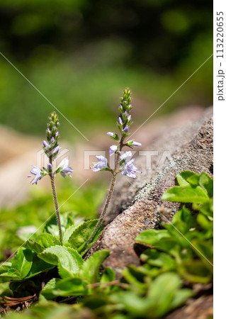 長野県と群馬県境にある篭ノ登山に咲くグンバイヅルの花 長野県と群馬県境にある篭ノ登山に咲くグンバイヅルの花 113220655