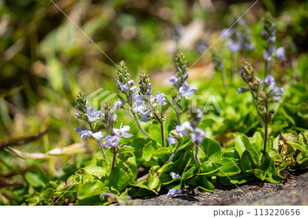 長野県と群馬県境にある篭ノ登山に咲くグンバイヅルの花 113220656
