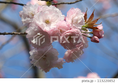 ボリューム感のある八重桜 voluminous double blossom Sakura ボリューム感のある八重桜 voluminous double blossom Sakura 113220852