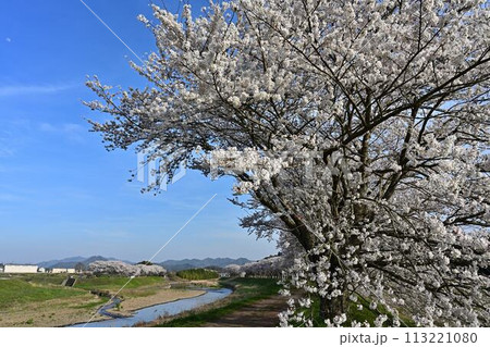 桜咲く丹波篠山 113221080