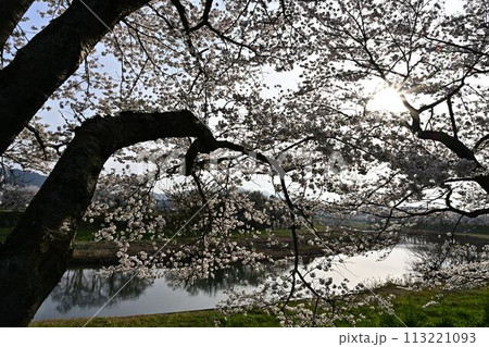 桜咲く丹波篠山 113221093